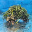 画像2: 《近海産海洋生物》海藻（フジツボ土台）…画像の個体です
