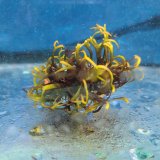 画像: 《近海産海洋生物》海藻…画像の個体です