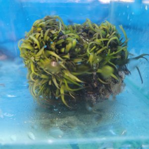 画像: 《近海産海洋生物》海藻（フジツボ土台）…画像の個体です