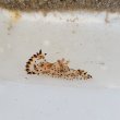 画像1: 《近海産甲殻類》ヒカリウミウシ（1匹）…当店ハンドコート採取