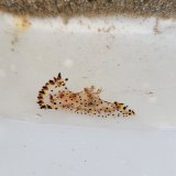 画像: 《近海産甲殻類》ヒカリウミウシ（1匹）…当店ハンドコート採取