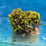 画像: 《近海産海洋生物》海藻（フジツボ土台）…画像の個体です