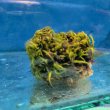 画像3: 《近海産海洋生物》海藻（フジツボ土台）…画像の個体です