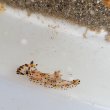 画像3: 《近海産甲殻類》ヒカリウミウシ（1匹）…当店ハンドコート採取