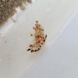 画像4: 《近海産甲殻類》ヒカリウミウシ（1匹）…当店ハンドコート採取