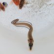 画像2: 《近海産海水魚》ハナアナゴ(SMサイズ)…当店ハンドコート採取