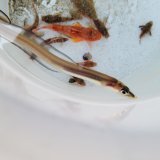 画像: 《近海産海水魚》ハナアナゴ(画像の個体です)当店ハンドコート採取