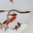 画像3: 《近海産海水魚》ハナアナゴ(SMサイズ)…当店ハンドコート採取