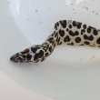 画像8: 《近海産海水魚》☆熊野灘産☆ニセゴイシウツボ（Sサイズ）画像の激美模様です…当店ハンドコート採取