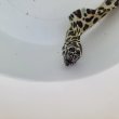 画像5: 《近海産海水魚》☆熊野灘産☆ニセゴイシウツボ（Sサイズ）画像の激美模様です…当店ハンドコート採取