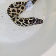 画像9: 《近海産海水魚》☆熊野灘産☆ニセゴイシウツボ（Sサイズ）画像の激美模様です…当店ハンドコート採取
