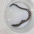 画像7: 《近海産海水魚》☆熊野灘産☆ニセゴイシウツボ（Sサイズ）画像の激美模様です…当店ハンドコート採取
