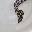 画像13: 《近海産海水魚》☆熊野灘産☆ニセゴイシウツボ（Sサイズ）画像の激美模様です…当店ハンドコート採取