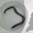 画像6: 《近海産海水魚》☆熊野灘産☆ニセゴイシウツボ（Sサイズ）画像の激美模様です…当店ハンドコート採取