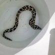 画像3: 《近海産海水魚》☆熊野灘産☆ニセゴイシウツボ（Sサイズ）画像の激美模様です…当店ハンドコート採取