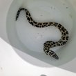 画像10: 《近海産海水魚》☆熊野灘産☆ニセゴイシウツボ（Sサイズ）画像の激美模様です…当店ハンドコート採取