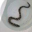 画像1: 《近海産海水魚》☆熊野灘産☆ニセゴイシウツボ（Sサイズ）画像の激美模様です…当店ハンドコート採取