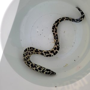 画像: 《近海産海水魚》☆熊野灘産☆ニセゴイシウツボ（Sサイズ）画像の激美模様です…当店ハンドコート採取