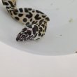画像11: 《近海産海水魚》☆熊野灘産☆ニセゴイシウツボ（Sサイズ）画像の激美模様です…当店ハンドコート採取