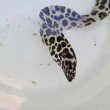画像4: 《近海産海水魚》☆熊野灘産☆ニセゴイシウツボ（Sサイズ）画像の激美模様です…当店ハンドコート採取