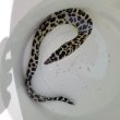 画像12: 《近海産海水魚》☆熊野灘産☆ニセゴイシウツボ（Sサイズ）画像の激美模様です…当店ハンドコート採取