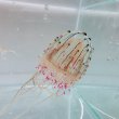 画像6: 《近海産海洋生物類》ハナガサクラゲ（1匹）…ハンドコート採取