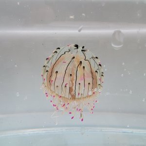 画像: 《近海産海洋生物類》ハナガサクラゲ（1匹）…ハンドコート採取
