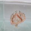 画像2: 《近海産海洋生物類》ハナガサクラゲ（1匹）…ハンドコート採取