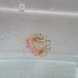 画像4: 《近海産海洋生物類》ハナガサクラゲ（1匹）…ハンドコート採取