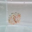 画像5: 《近海産海洋生物類》ハナガサクラゲ（1匹）…ハンドコート採取