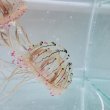 画像7: 《近海産海洋生物類》ハナガサクラゲ（1匹）…ハンドコート採取