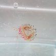 画像9: 《近海産海洋生物類》ハナガサクラゲ（1匹）…ハンドコート採取