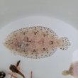 画像1: 《近海産海水魚》セイテンビラメ(画像の個体です) 1匹…・・特別（お客様感謝）セール中商品（期間限定）