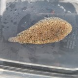 画像: 《近海産海水魚》ササウシノシタ（画像の個体です）…ハンドコート採取