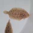 画像1: 《近海産海水魚》ムスメウシノシタ…ハンドコート採取