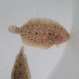 画像: 《近海産海水魚》ムスメウシノシタ…ハンドコート採取