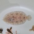 画像2: 《近海産海水魚》セイテンビラメ(画像の個体です) 1匹…・・特別（お客様感謝）セール中商品（期間限定）