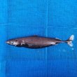 画像2: 《外洋性深海魚》【ウルトラレア】ツラナガコビトザメ(25センチ±)画像の個体です…冷凍個体