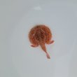 画像2: 《近海産海水魚》【激レアサイズ】アカグツ(画像の個体です)…ハンドコート採取