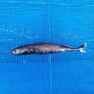 画像: 《外洋性深海魚》【ウルトラレア】ツラナガコビトザメ(16センチ±)画像の個体です…冷凍個体