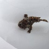 画像: 《近海産海水魚》カエルアンコウ（SSサイズ）…画像の個体です