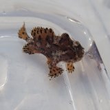 画像: 《近海産海水魚》カエルアンコウ（SSサイズ）…画像の個体です