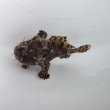 画像2: 《近海産海水魚》カエルアンコウ（SSサイズ）…画像の個体です