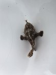画像3: 《近海産海水魚》カエルアンコウ（SSサイズ）…画像の個体です