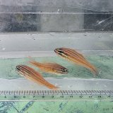 画像: 《近海産海水魚》スジオテンジクダイ（3匹セット）…ハンドコート採取