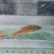 画像2: 《近海産海水魚》スジオテンジクダイ（3匹セット）…ハンドコート採取