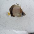 画像2: 《近海産海水魚》シラコダイ（Sサイズ）2匹セット‥当店ハンドコート採取
