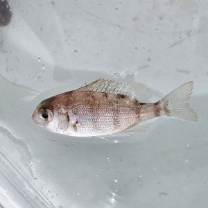 画像: 《近海産海水魚》マダイ幼稚魚（画像の個体です）激レアサイズ…ハンドコート採取