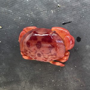 画像: 《近海産甲殻類》ユウモンガニ(画像の個体です)…ハンドコート採取