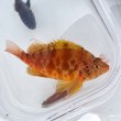 画像1: 《近海産海水魚》オキゴンベ（Mサイズ）